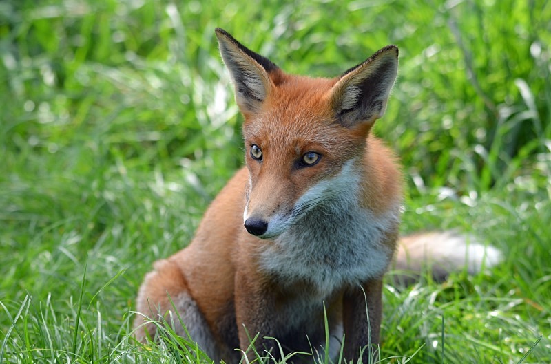 Red Fox