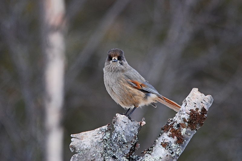 Siberian Jay - Finland