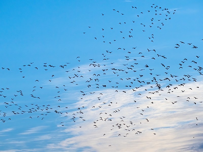 Lapwings - Plovers