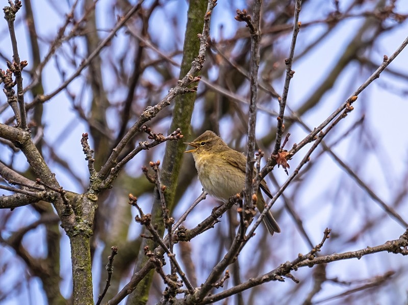 Chiffchaff - Warblers