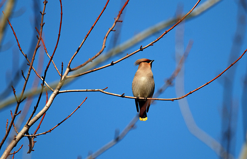 Waxwing - Waxwings