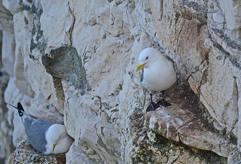 Kittiwakes - Gulls