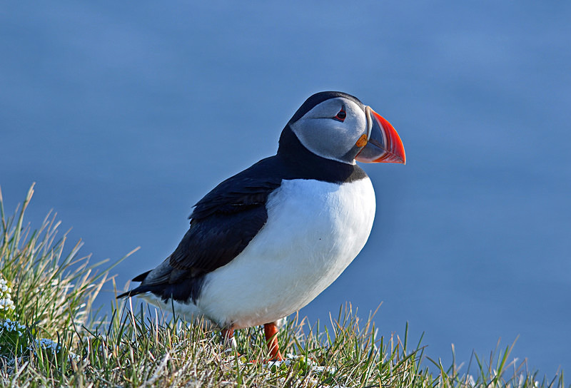 Puffin - Westfjords