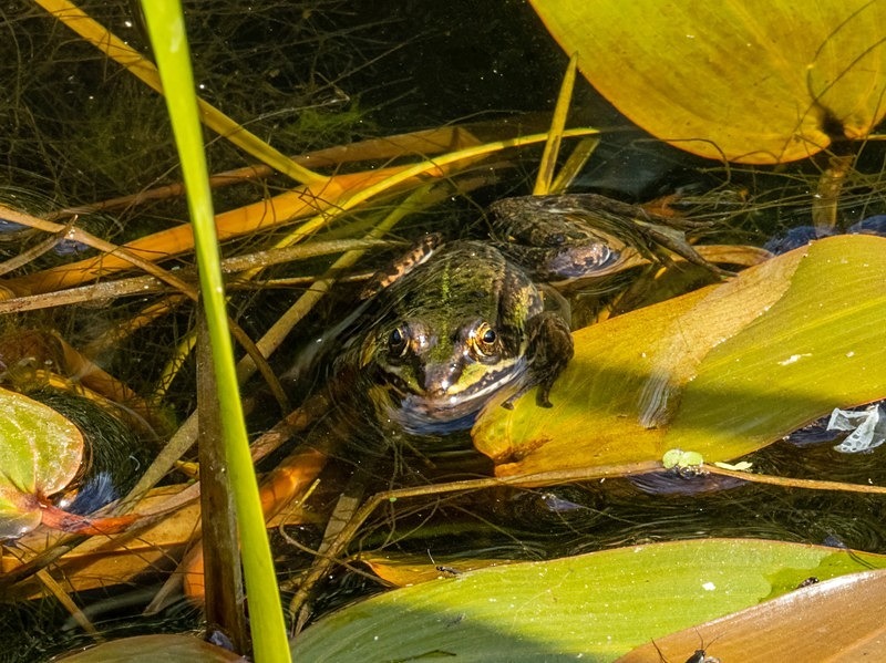 Edible Frog - Frogs and toads