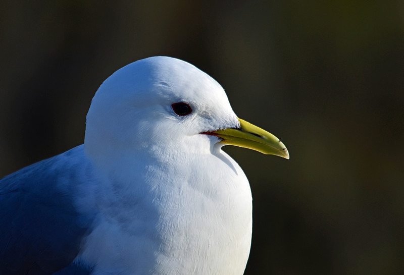 Kittiwake