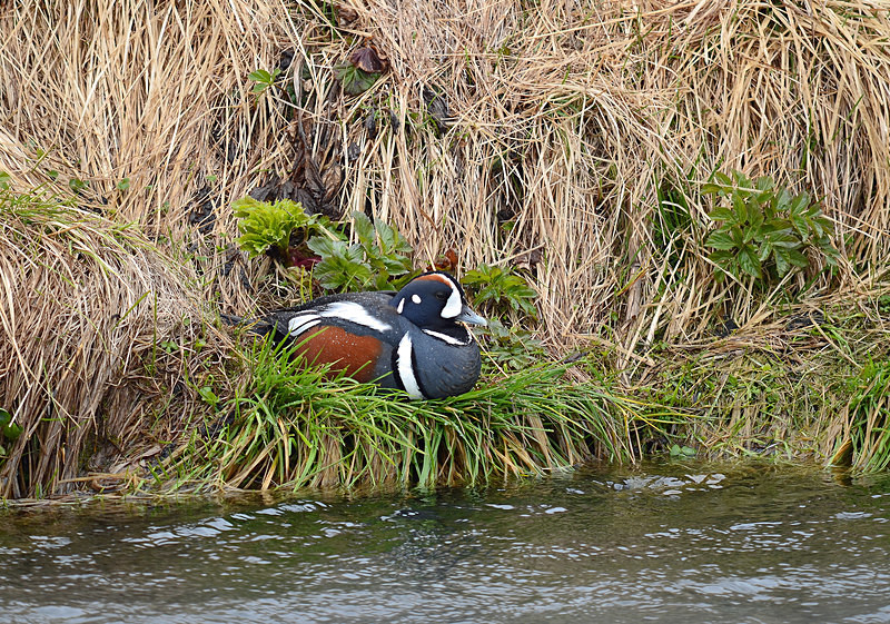 Harlequin Duck - North east Iceland