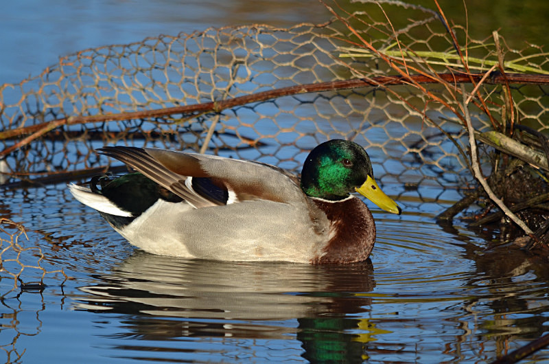 Mallard - Dabbling ducks