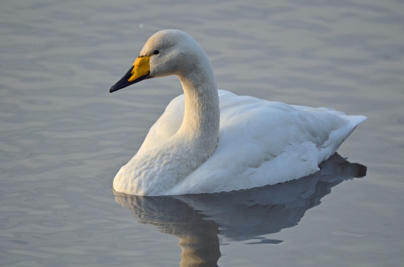 Whooper Swan - Whooper and Bewick's Swans