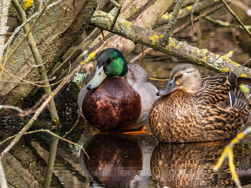 Mallards - Latest photos