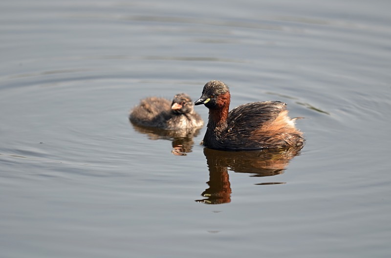 Little Grebe - Grebes