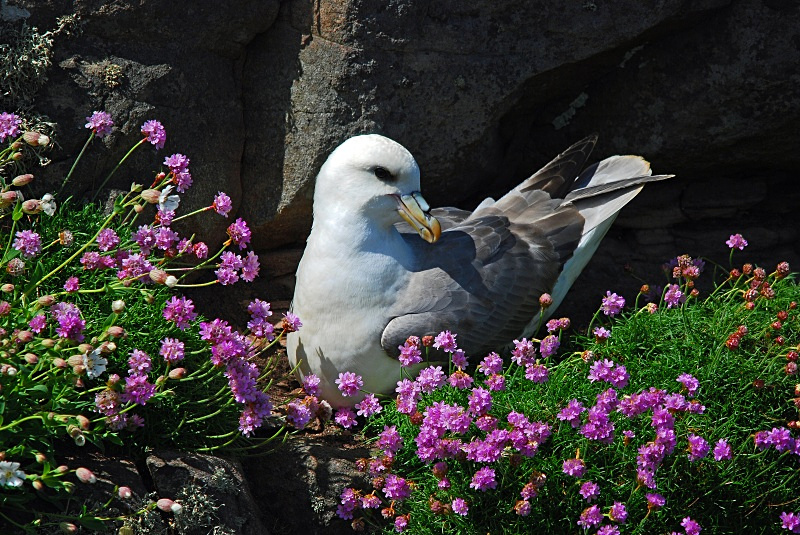 Fulmar - Fulmars