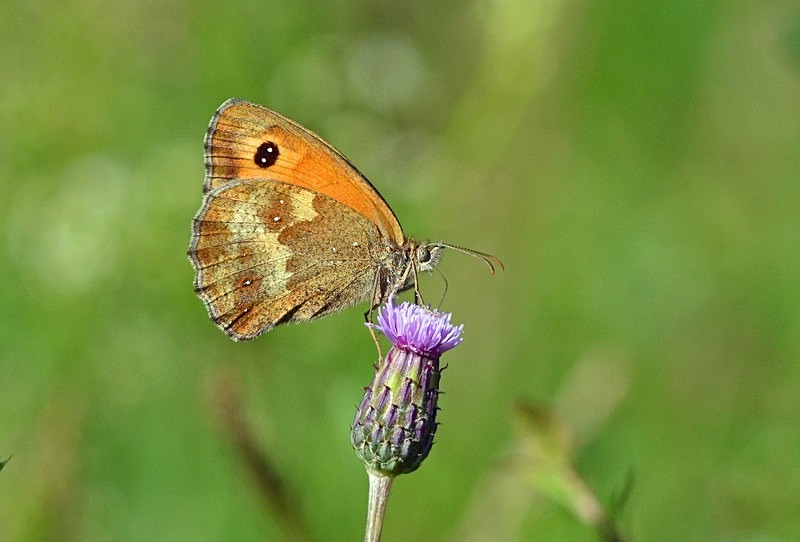 Gatekeeper - Butterflies