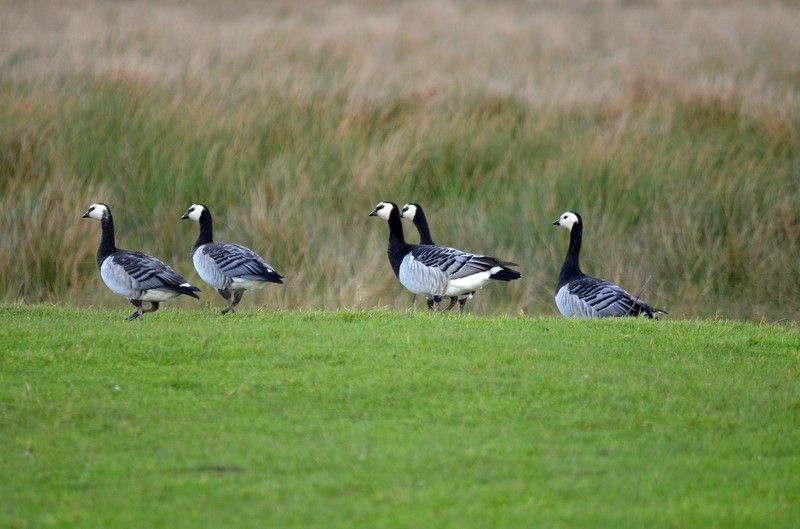 Barnacle Geese - Black geese