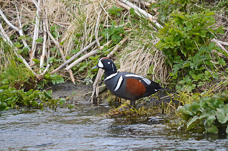 Harlequin Duck - North east Iceland