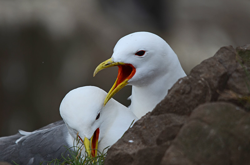 Kittiwakes - Gulls