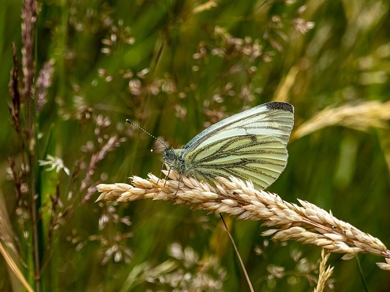 Green-veined White - Butterflies