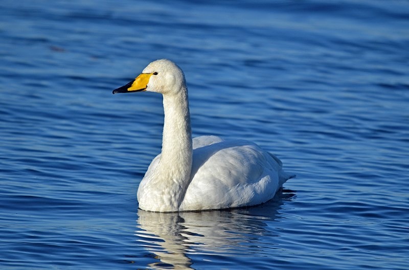 Whooper Swan - Whooper and Bewick's Swans