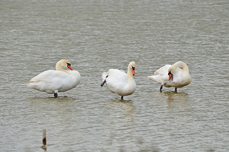 Mute Swans - Mute Swans