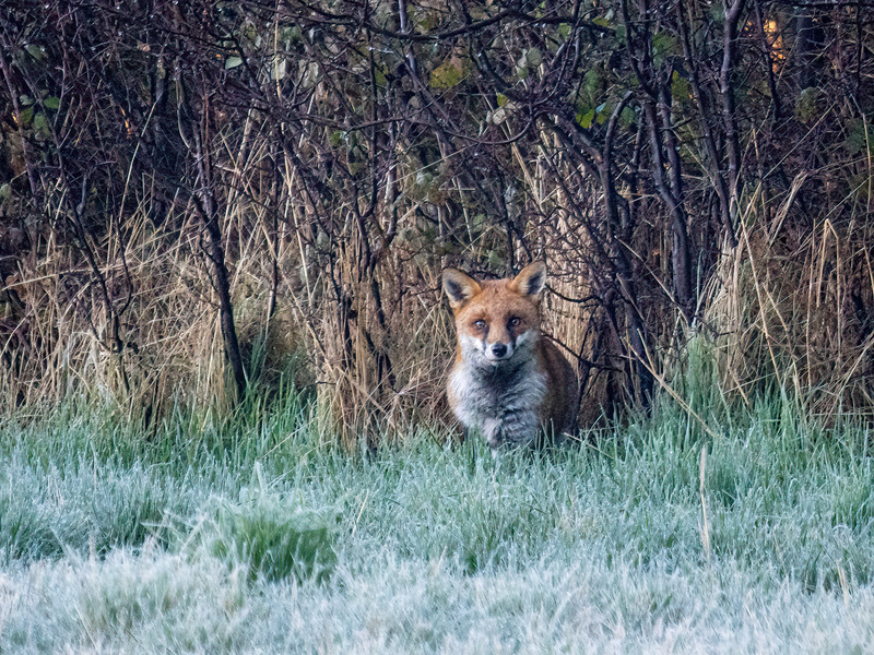 Red Fox - Latest photos