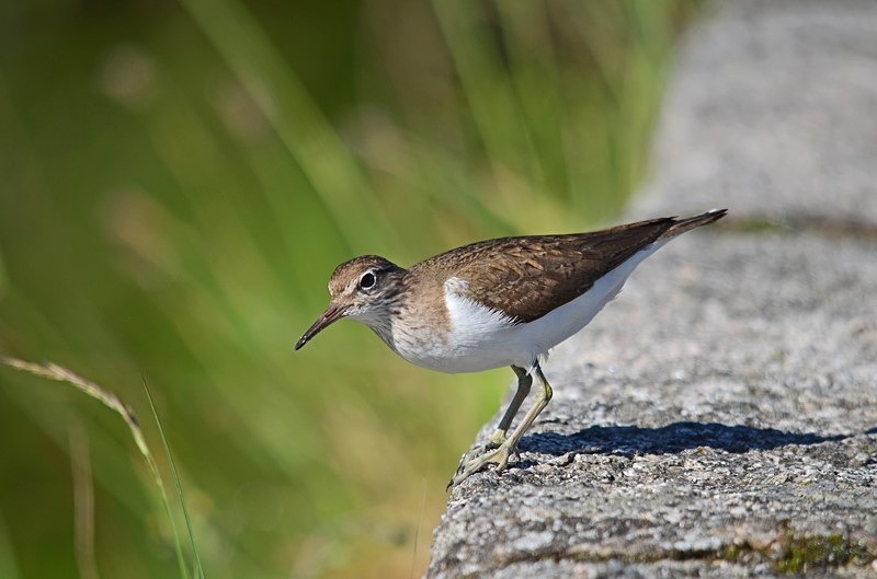 Common Sandpiper - Sandpipers
