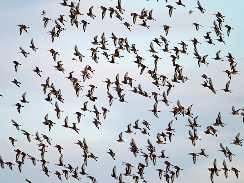 Black-tailed Godwit - Sandpipers