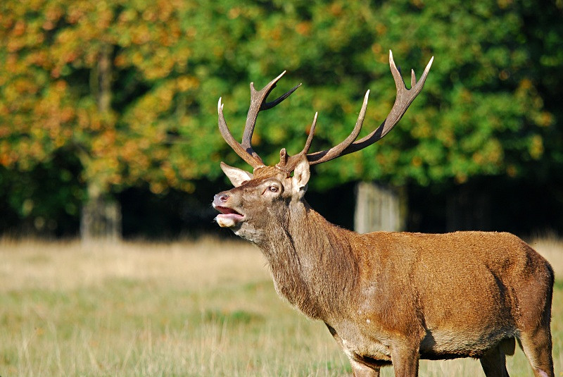 Red Deer - Red Deer