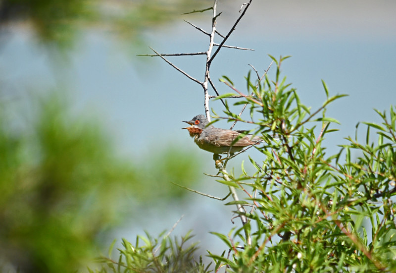 Eastern Subalpine Warbler - West Macedonia