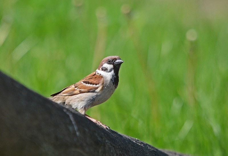 Tree Sparrow - Hungary