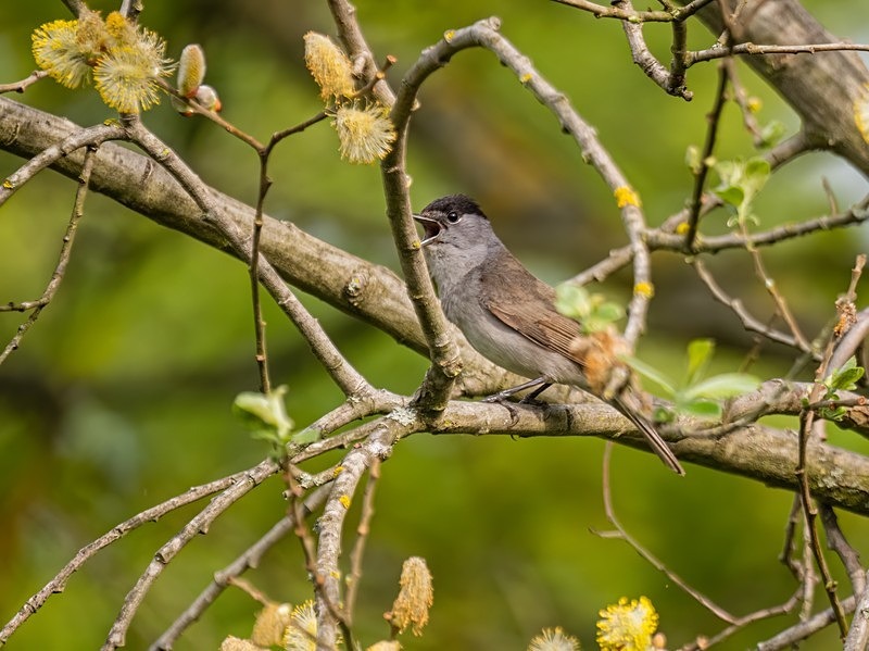 Blackcap - Warblers