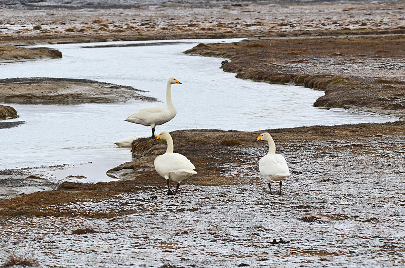 Whooper Swans - North east Iceland