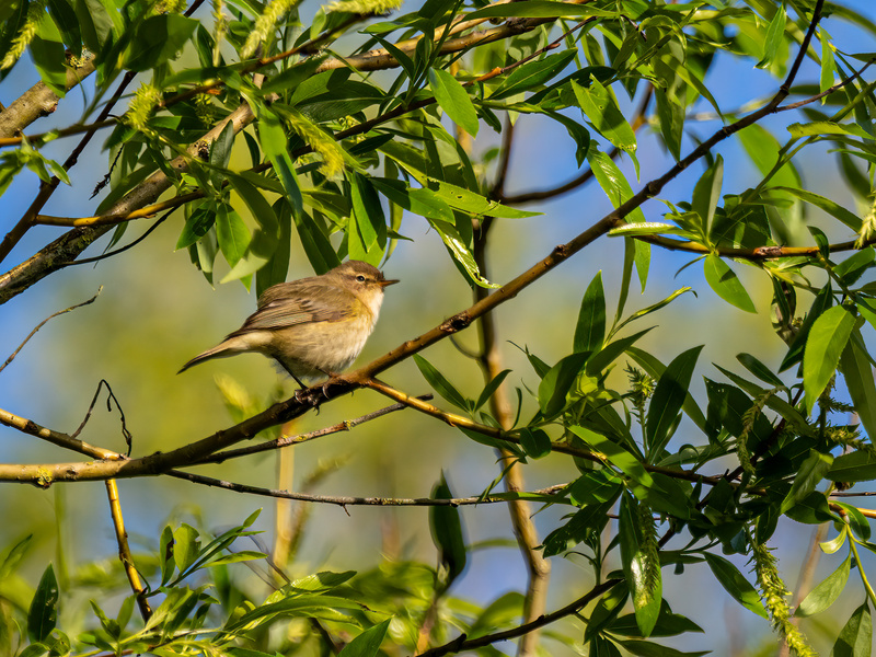 Chiffchaff - Latest photos