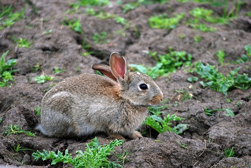 Rabbit - Other mammals