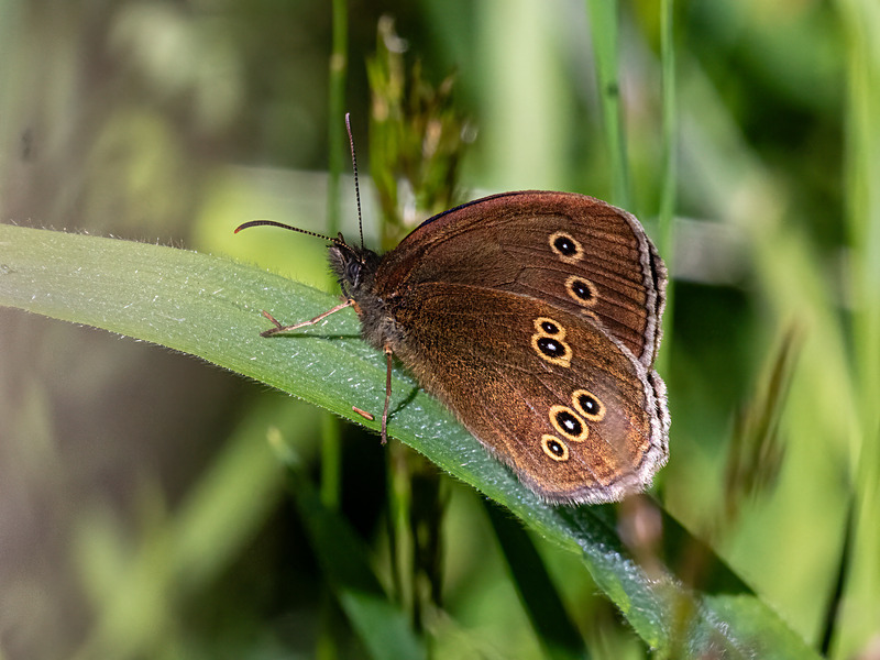 Ringlet - Latest photos