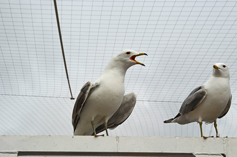 Common Gull - North east Finland