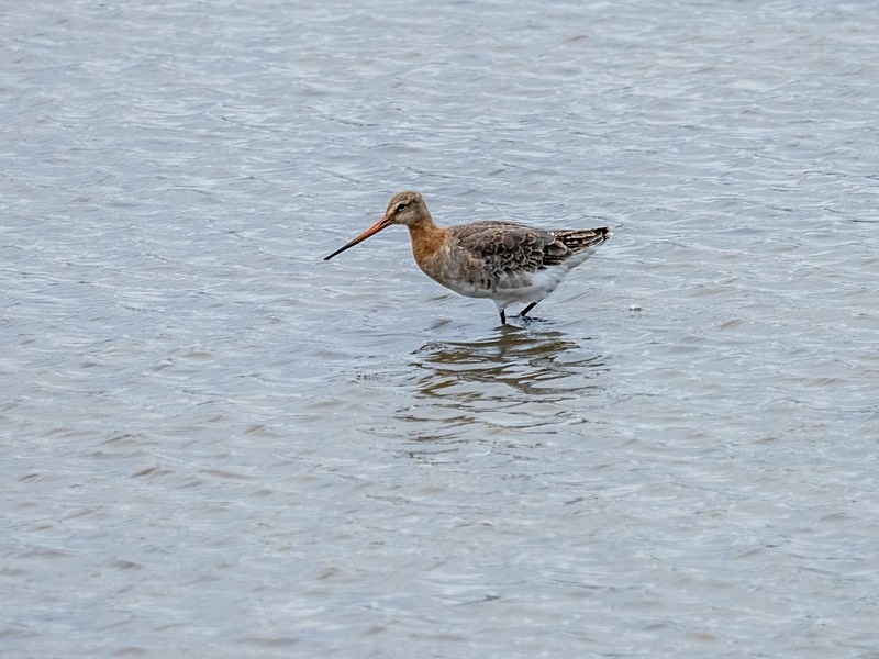 Black-tailed Godwit - Sandpipers