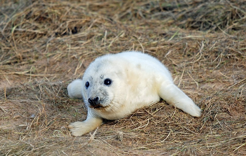 Atlantic Grey Seal - Atlantic Grey Seals