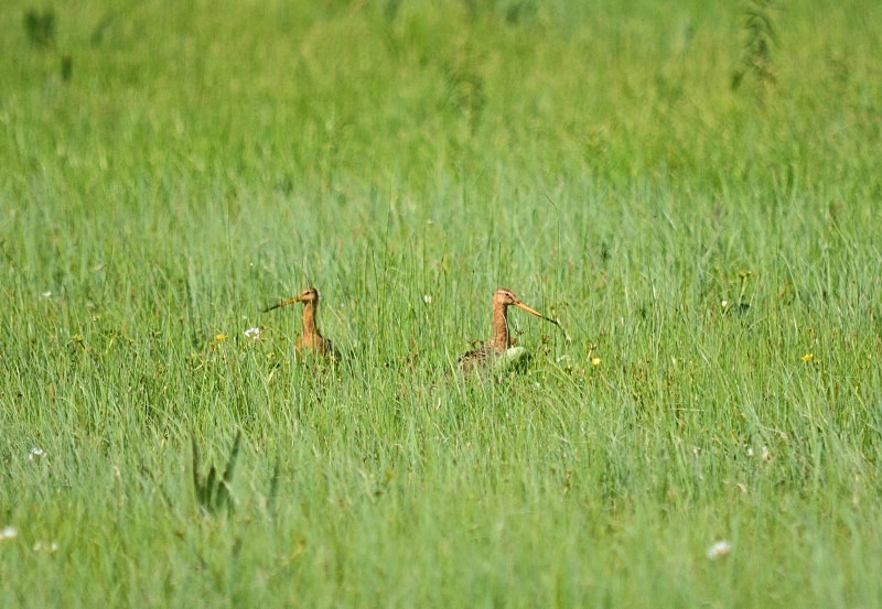 Black-tailed Godwits - North east Poland - May 2013