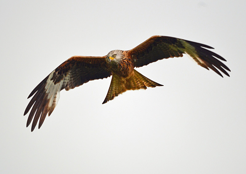 Red Kite - Birds of prey