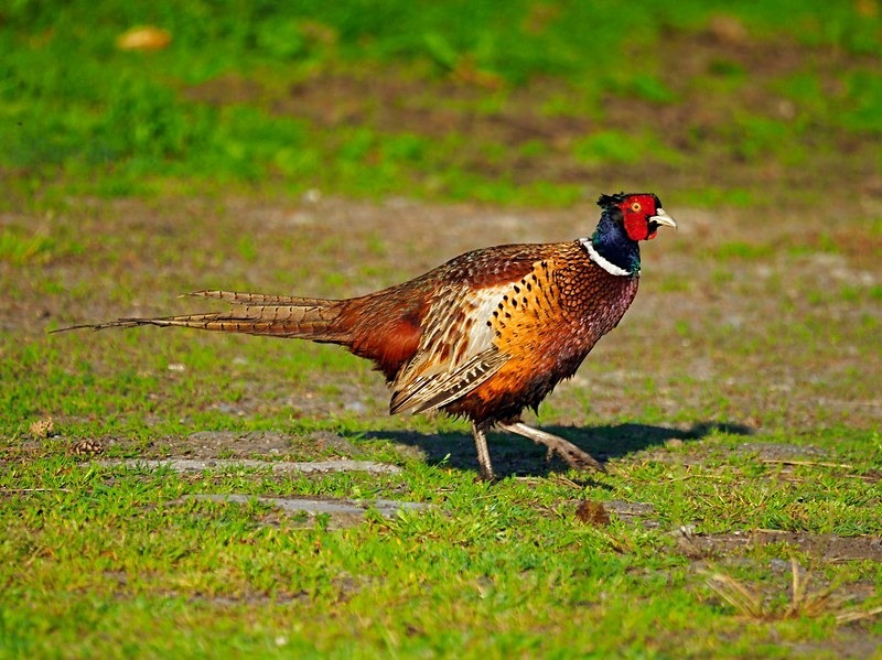 Pheasant