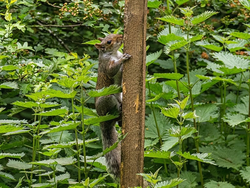 Grey Squirrel - Grey Squirrels