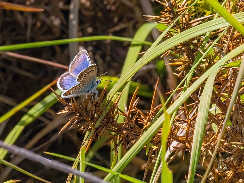 Silver-studded Blue - Butterflies