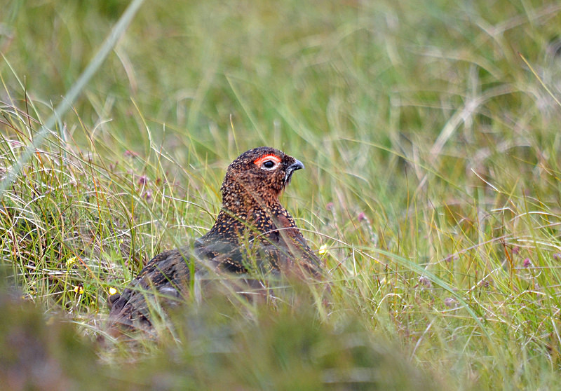 Red Grouse - Game birds