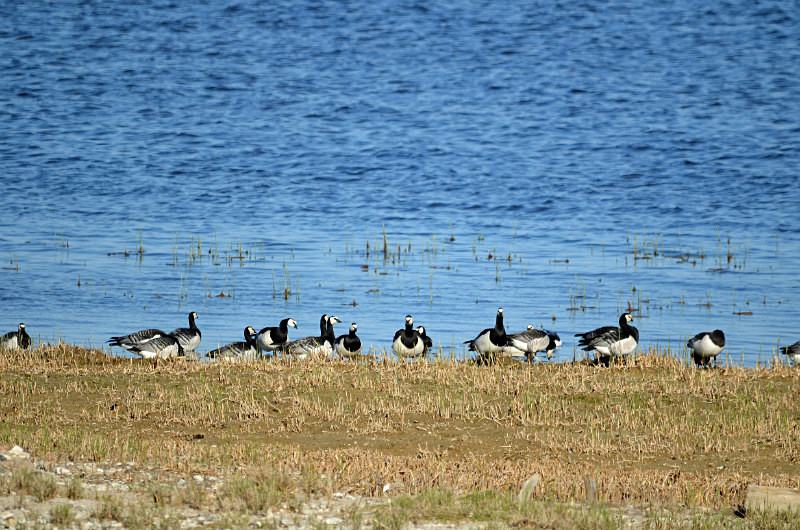 Barnacle Geese - Estonia