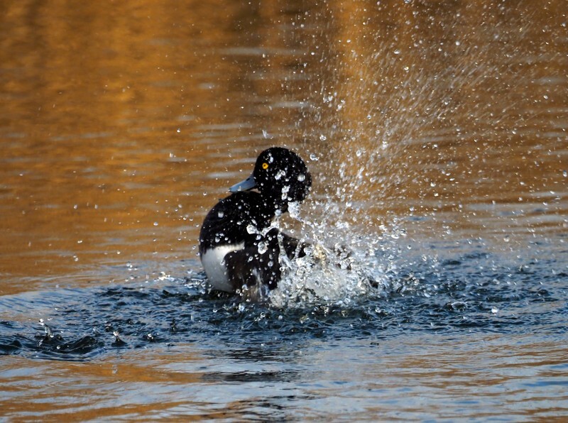 Tufted Duck - Diving ducks