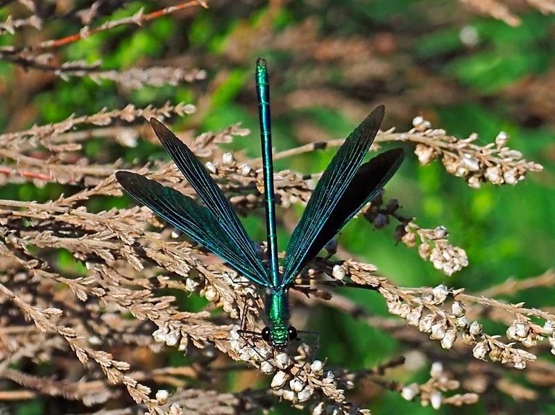 Beautiful Demoiselle - Dragonflies and damselflies