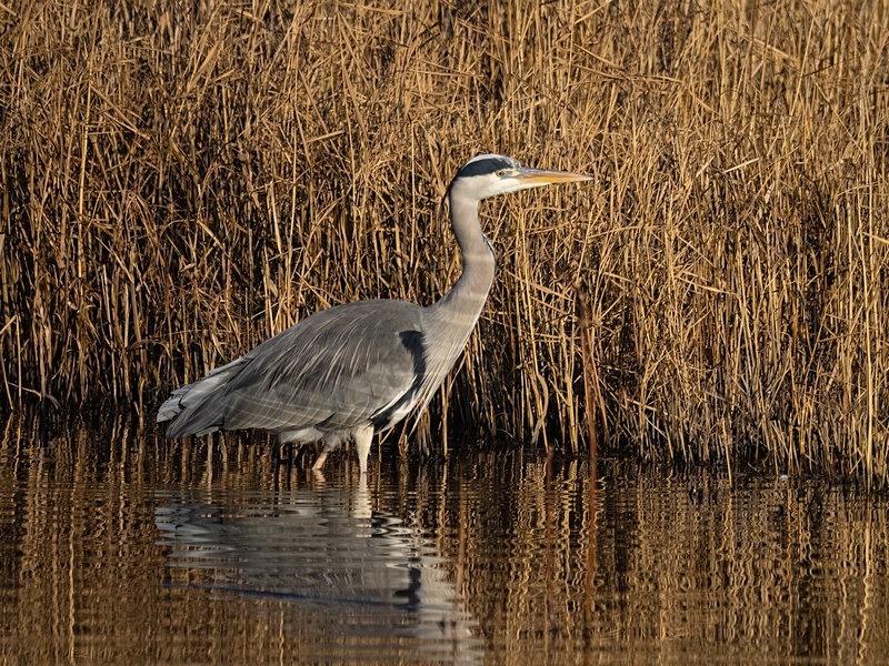 Grey Heron - Herons and egrets