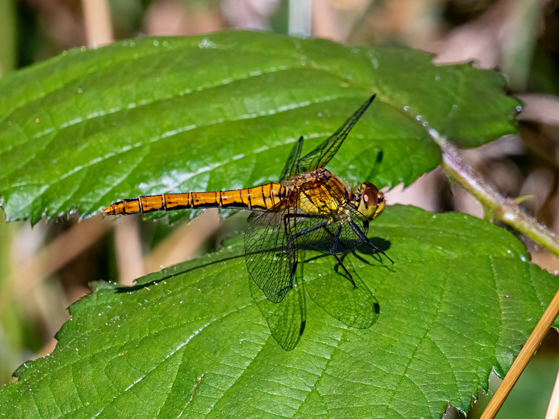 Ruddy Darter - Latest photos