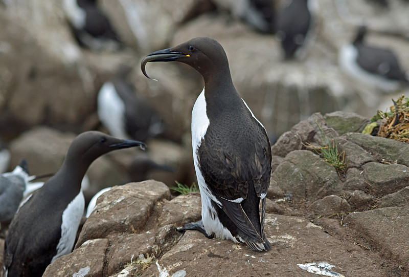 Common Guillemots - Auks