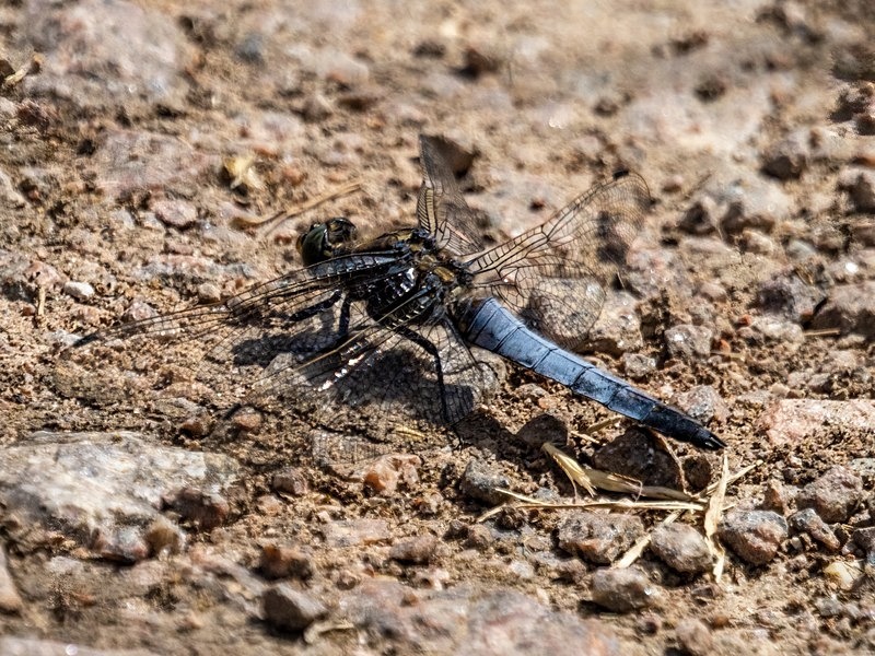 Black-tailed Skimmer - Dragonflies and damselflies