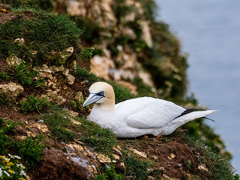 Gannet - Latest photos